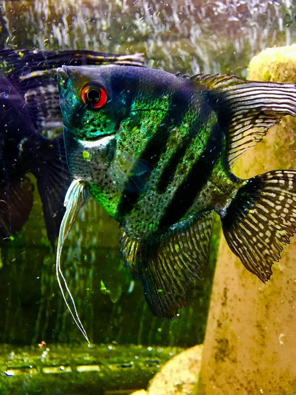 エンゼルフィッシュ品種紹介 ゼブラ Mobi Aqua