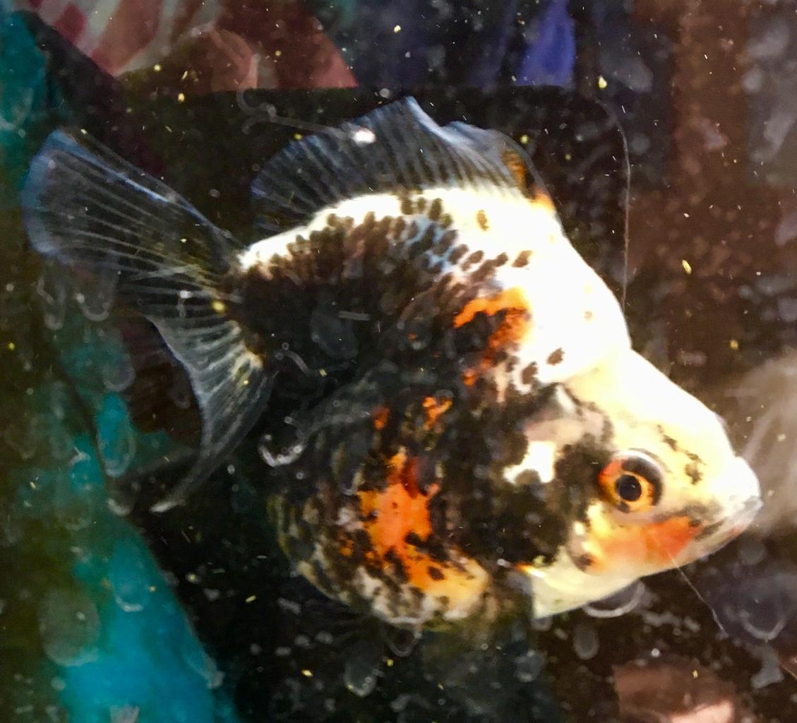 熱帯魚を飼うか金魚を飼うか その 飼育方法について Mobi Aqua