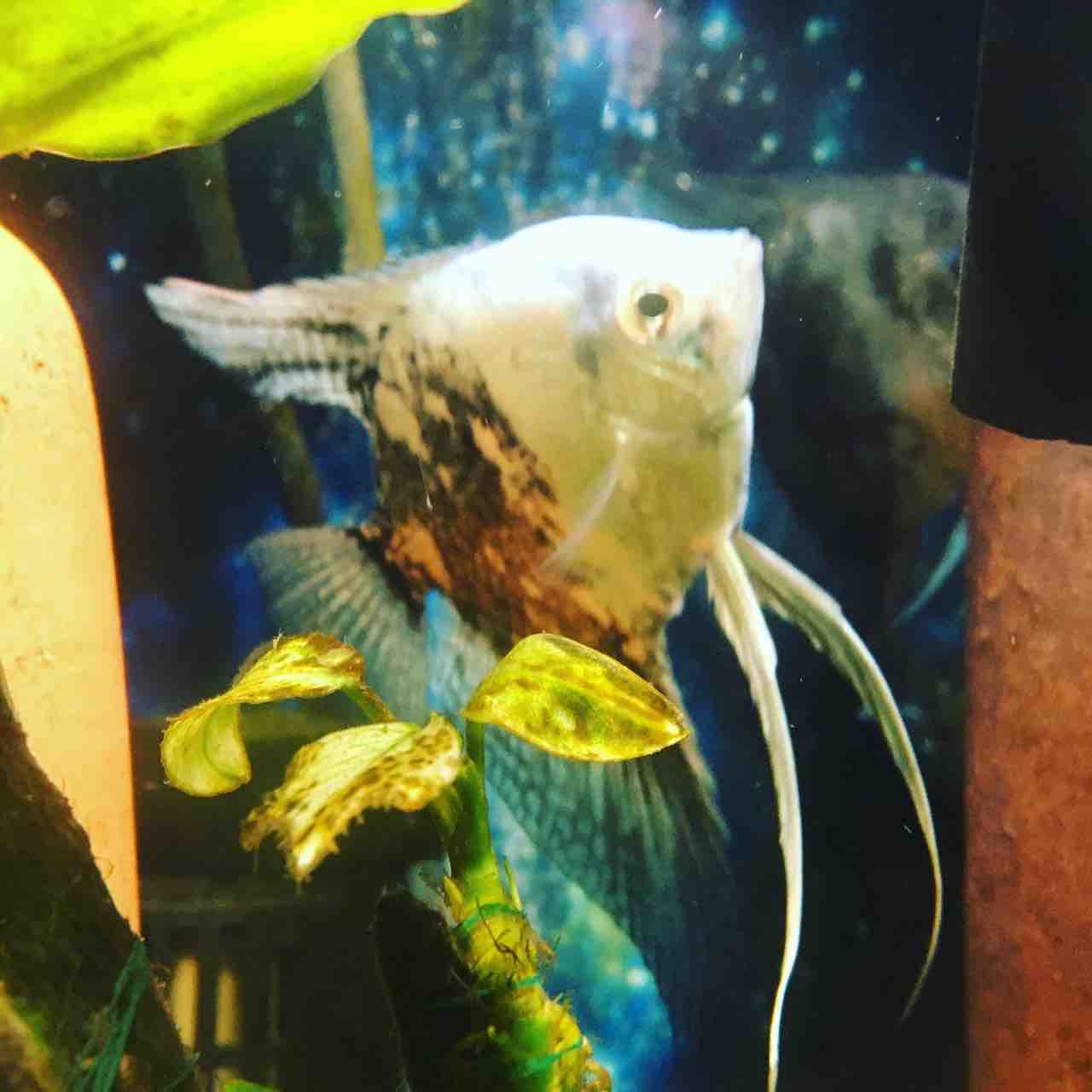 ゆっるゆる 熱帯魚のある景色 Mobi Aqua ゆっるゆる 熱帯魚のある景色 Mobi Aqua