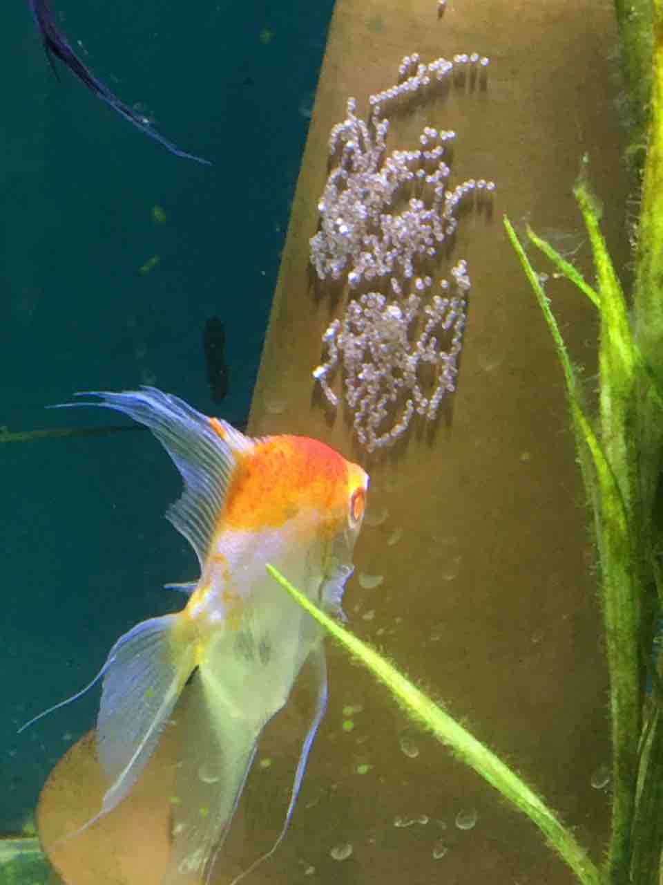 エンゼルフィッシュ 稚魚の飼育の注意点 Mobi Aqua