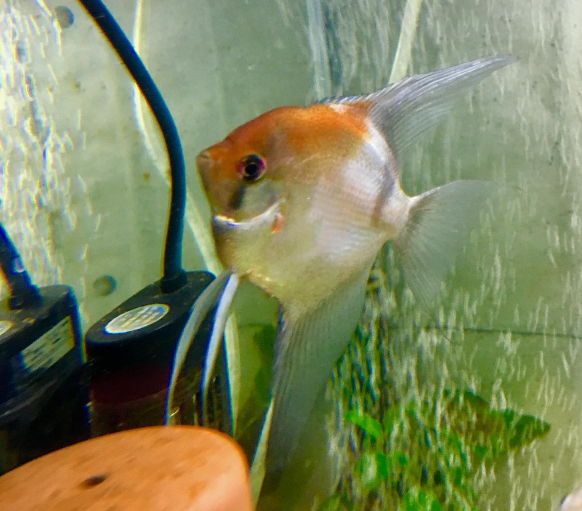 エンゼルフィッシュ品種紹介】ハイブリッドorミックス💫 : Mobi Aqua