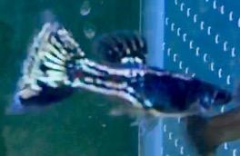 熱帯魚の価格の広さ なにが基準 Mobi Aqua