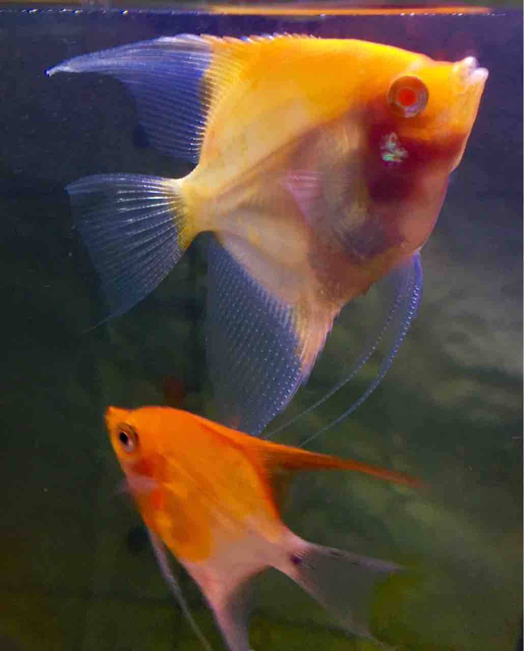 エンゼルフィッシュ 飼育の魅力 Mobi Aqua