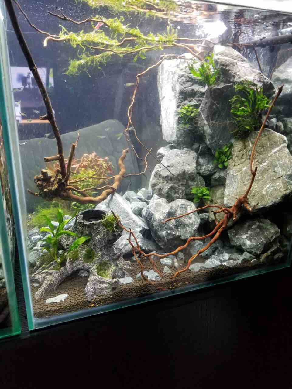 45cm水槽 レイアウト Mobi Aqua 45cm水槽 レイアウト Mobi Aqua