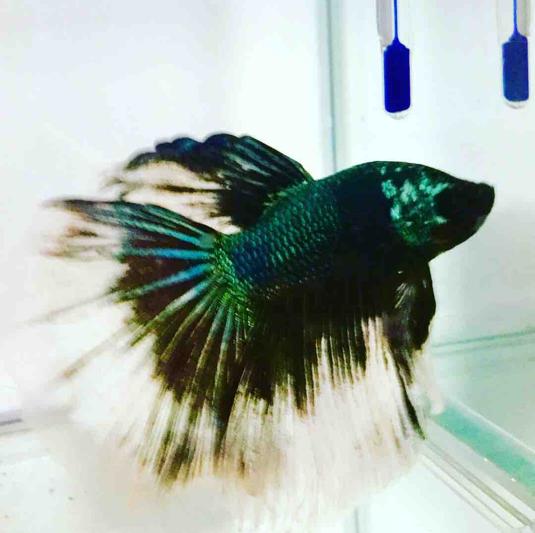 エンゼルフィッシュ 飼育の魅力 Mobi Aqua