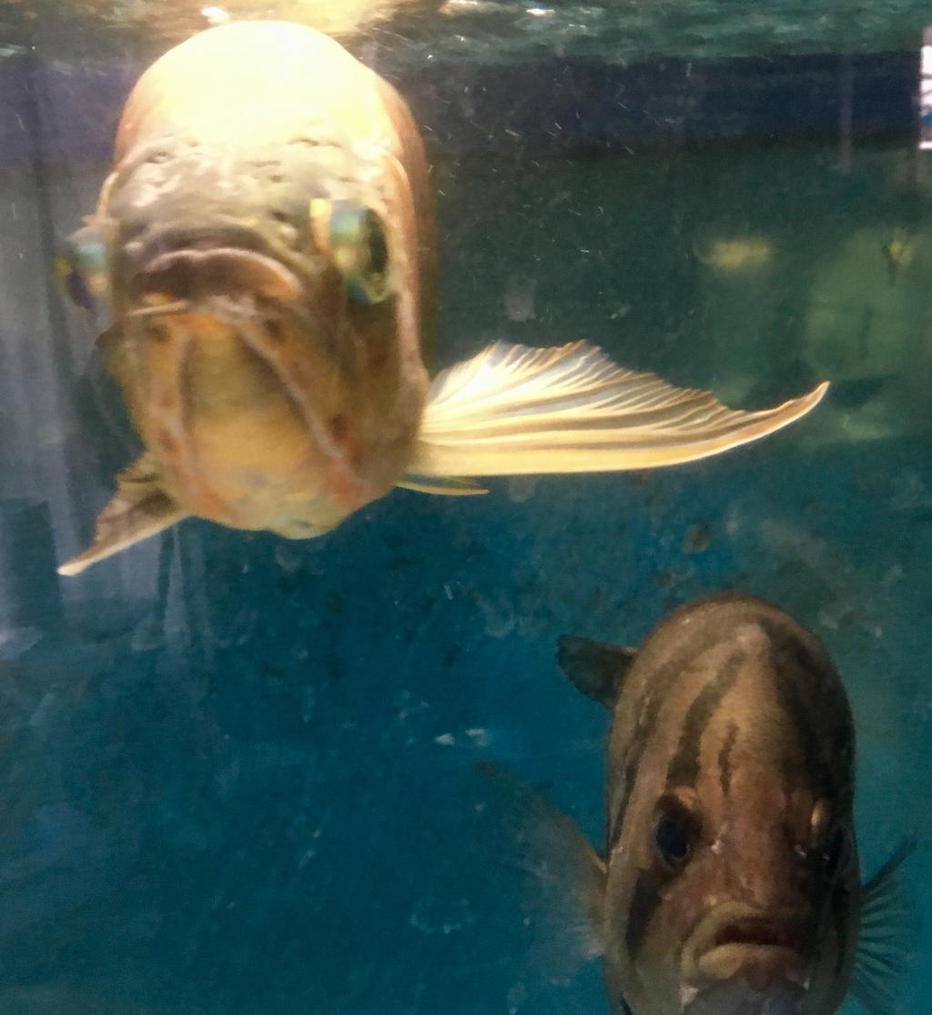 アクアリウムという趣味がある生活 Mobi Aqua