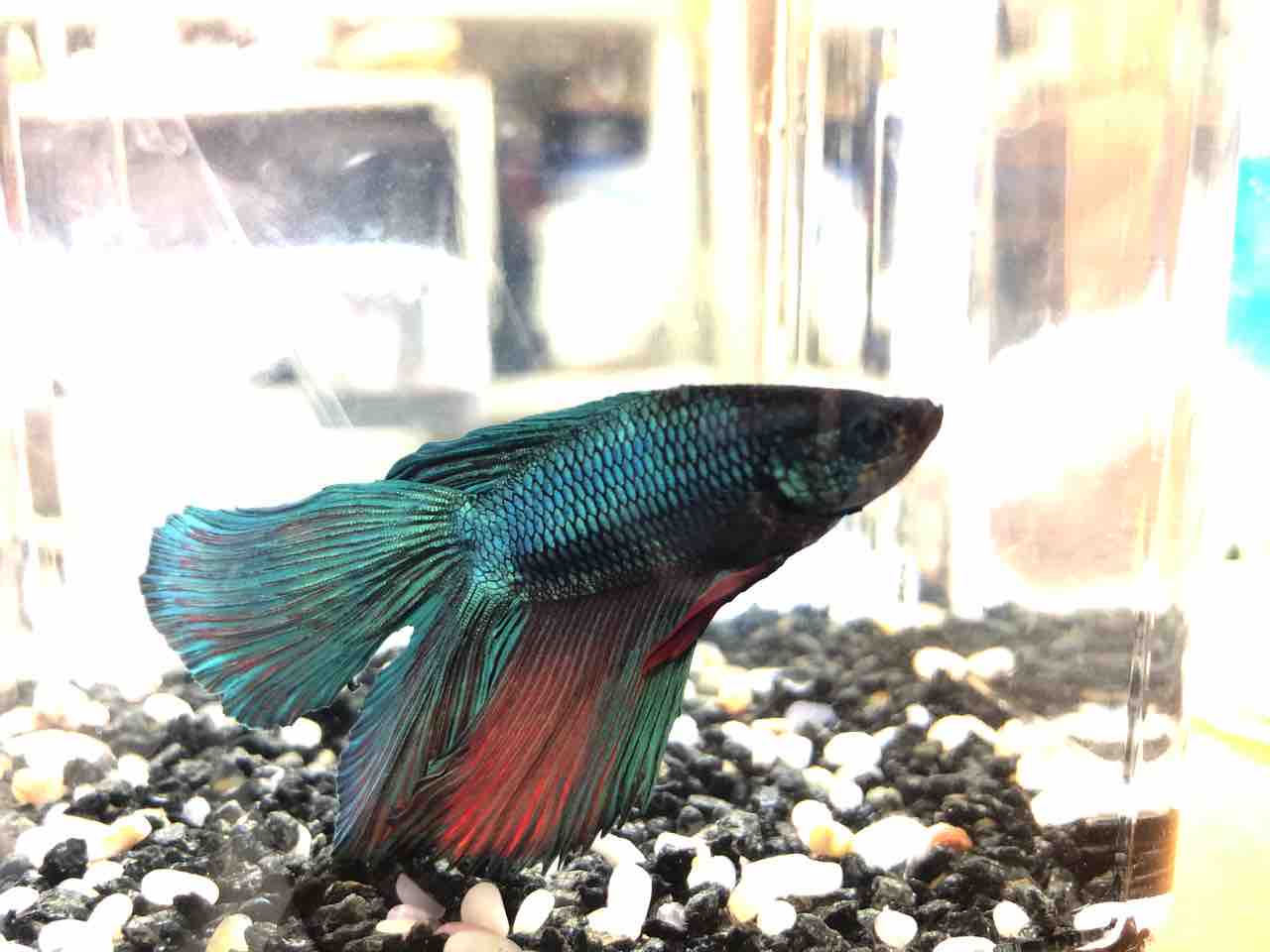 ベタ 熱帯魚初心者のベタ飼育 Mobi Aqua ベタ 熱帯魚初心者のベタ飼育 Mobi Aqua