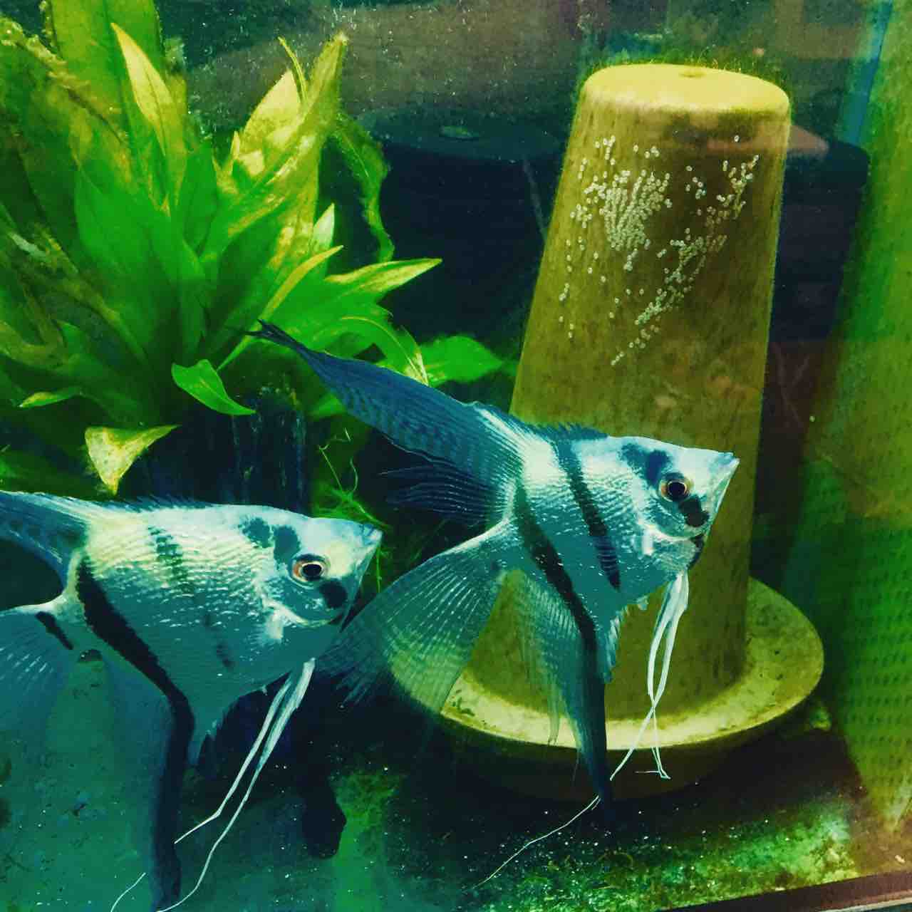 エンゼルフィッシュ 稚魚の成長 Mobi Aqua