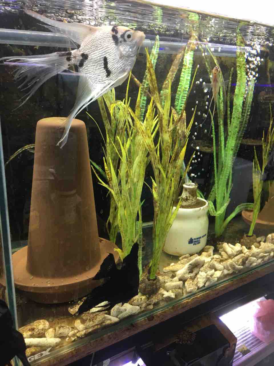 エンゼルフィッシュ繁殖水槽レイアウト 苔対策 水草 人工水草 Mobi Aqua