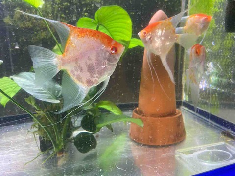 エンペラーフィッシュ 2025年最新】エンペラーフィッシュの人気アイテム - メルカリ