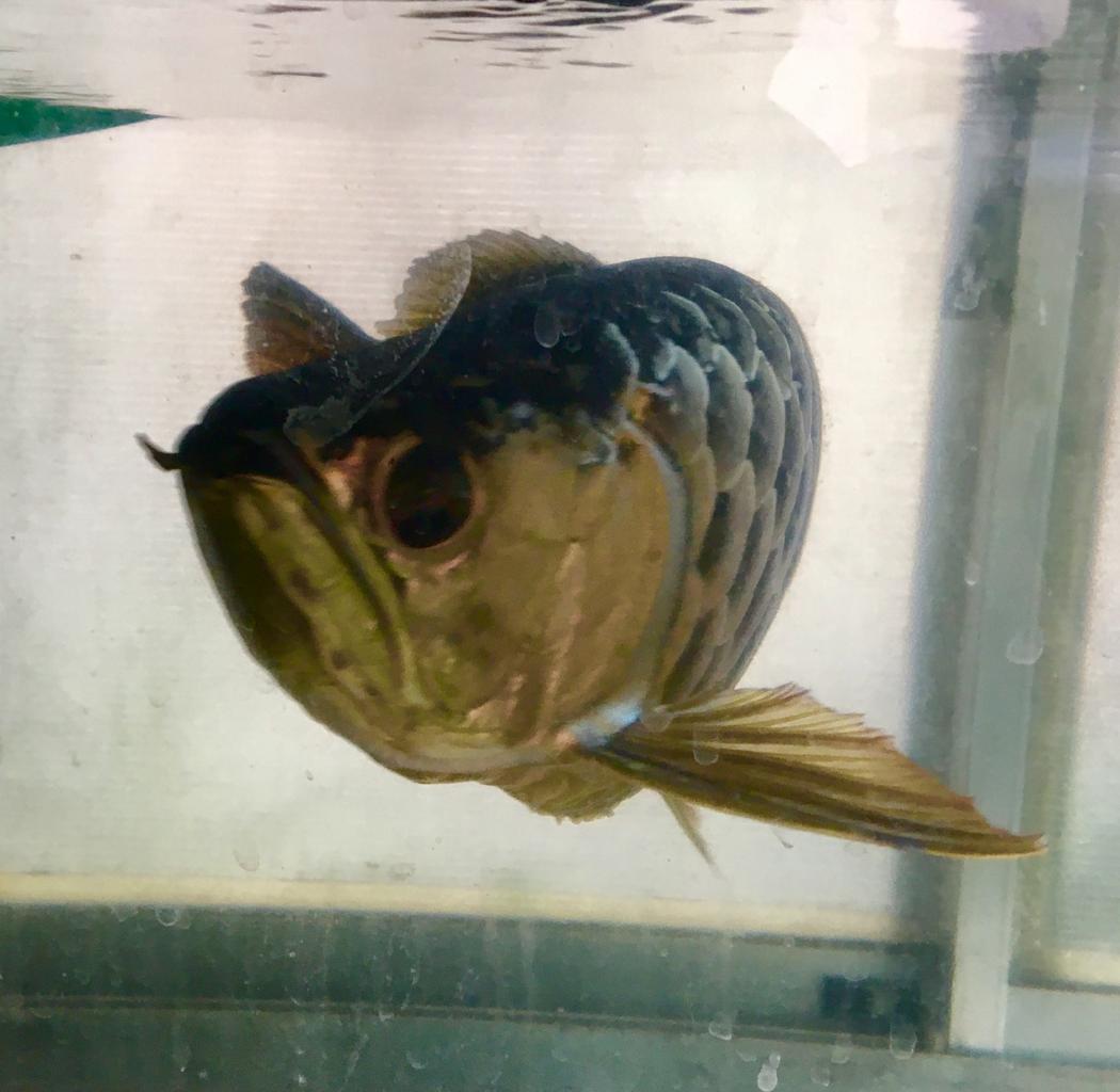 熱帯魚と犬猫 爬虫類 昆虫 全て生き物だけど 全て違う 熱帯魚のオススメ Mobi Aqua