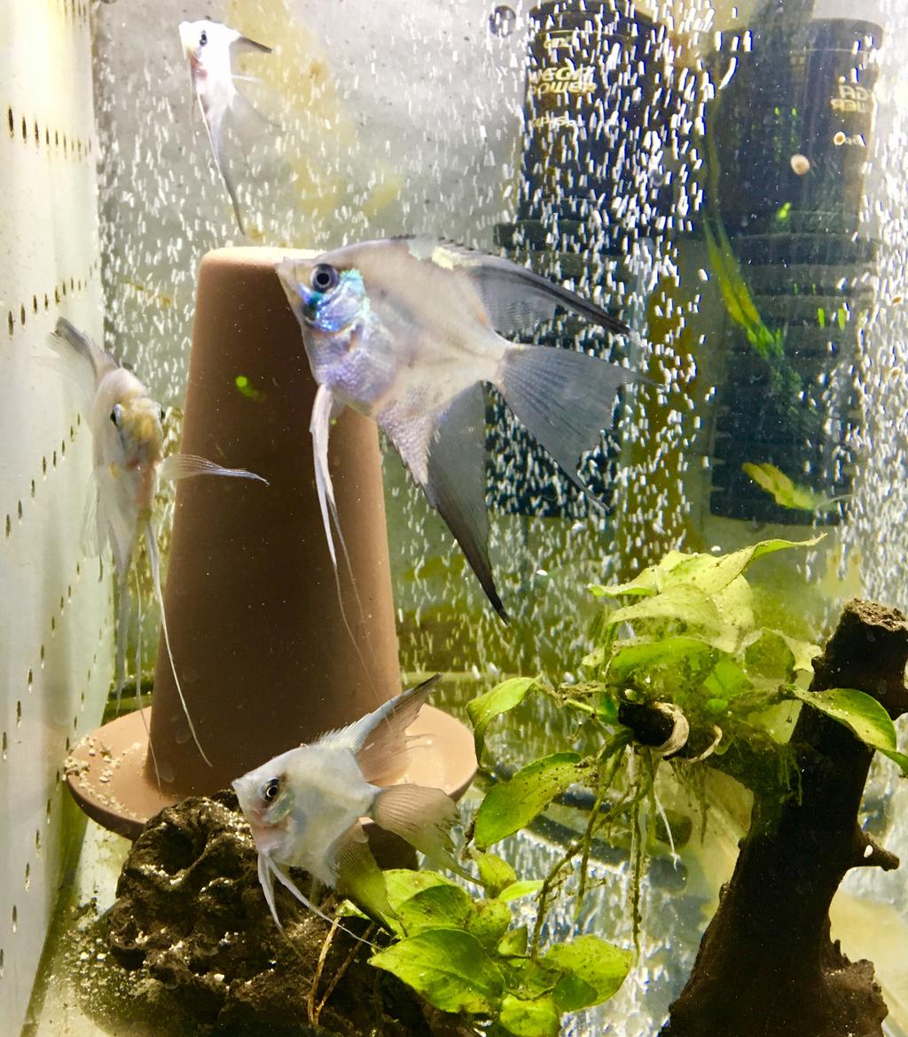 エンゼルフィッシュの繁殖日記 ペア成立まで Mobi Aqua