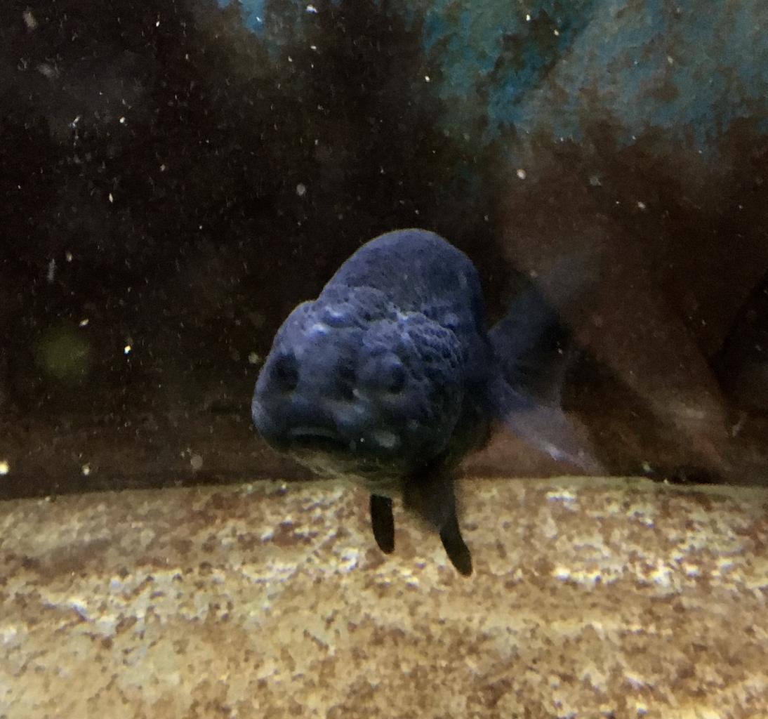 熱帯魚を飼うか金魚を飼うか その 飼育方法について Mobi Aqua