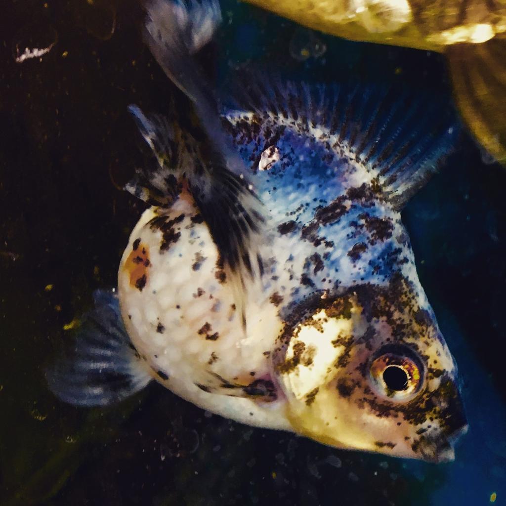 熱帯魚を飼うか金魚を飼うか その 飼育方法について Mobi Aqua 熱帯魚を飼うか金魚を飼うか その 飼育方法について Mobi Aqua