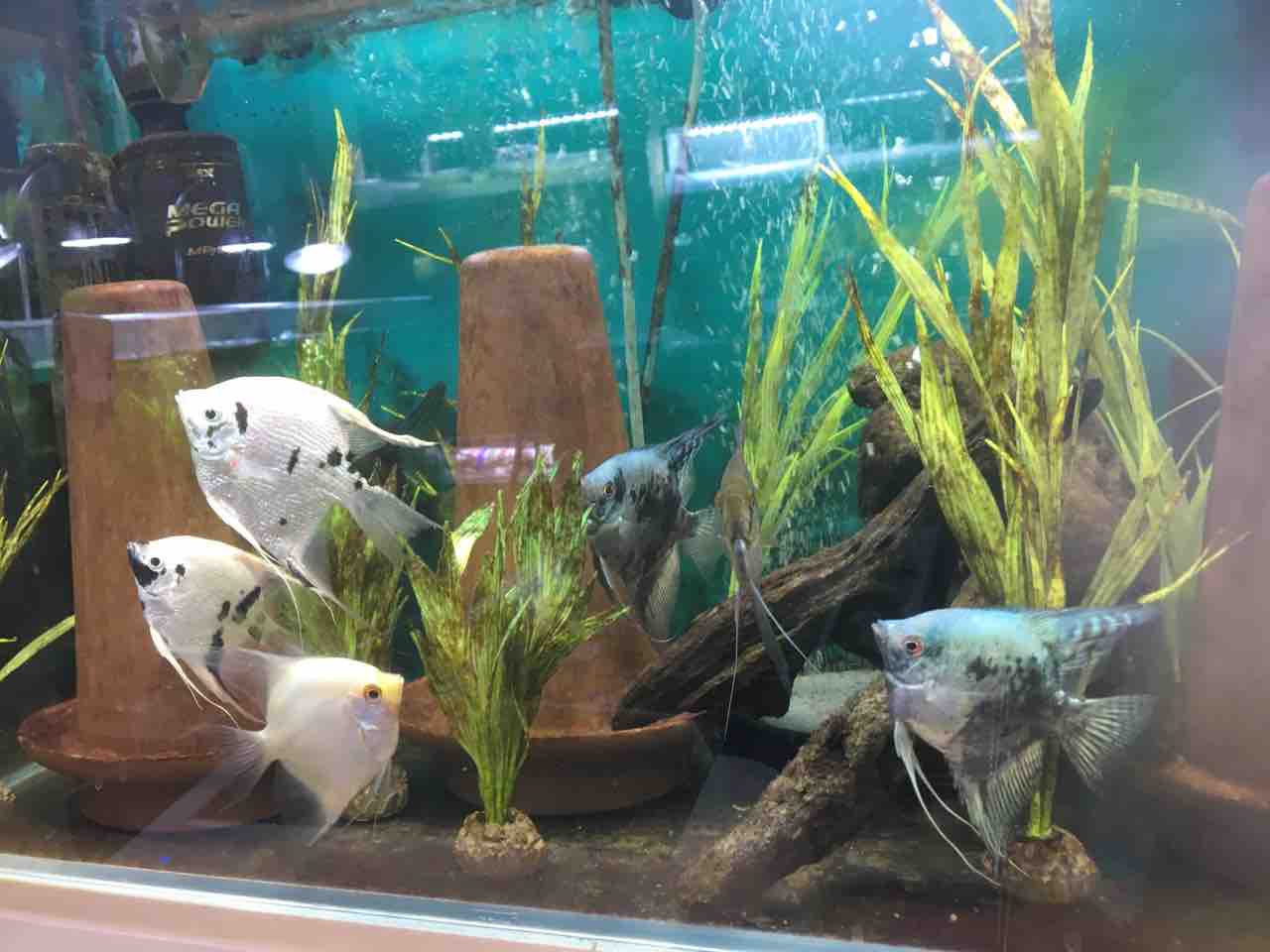 熱帯魚 アクアリウムの難点は 湿度 笑 Mobi Aqua