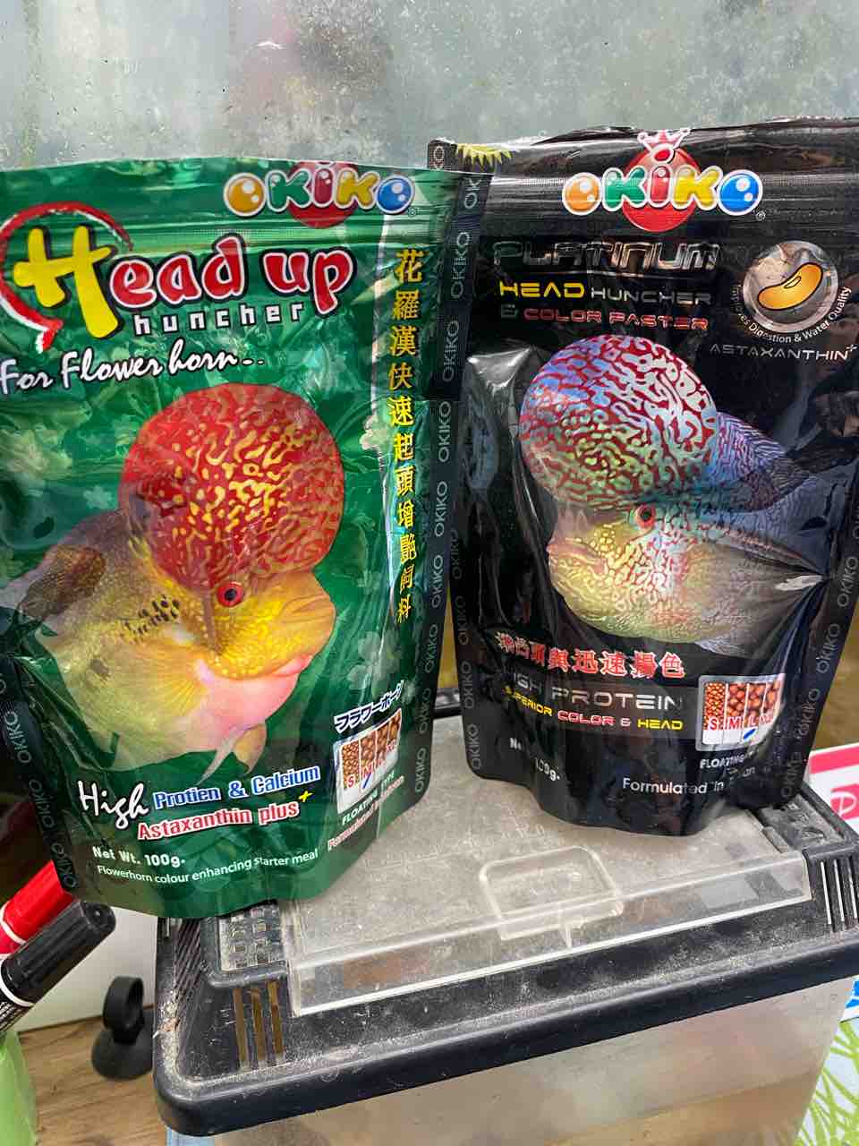 注文 フラワーホーン♀（3/25産卵 