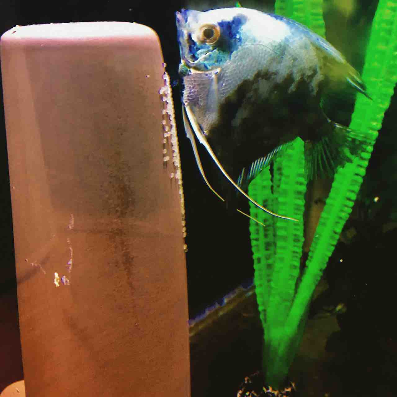 エンゼルフィッシュ 稚魚の成長 Mobi Aqua