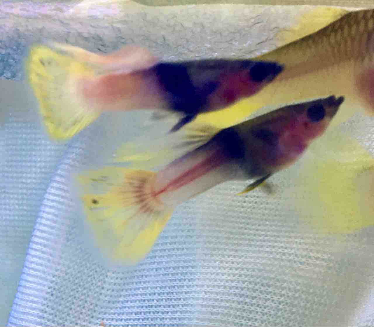 グッピー たまにはグッピー飼育について Mobi Aqua