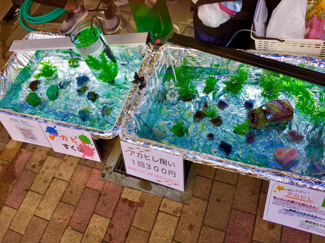 アクアリウムを始めるきっかけ Mobi Aqua