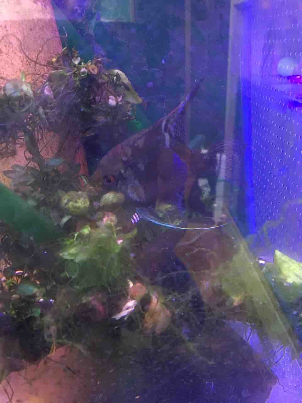 エンゼルフィッシュ 稚魚の成長 Mobi Aqua