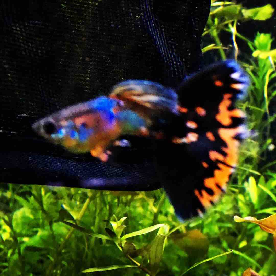 エンゼルフィッシュ 飼育の魅力 Mobi Aqua