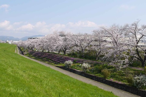 20200404sinkawa14