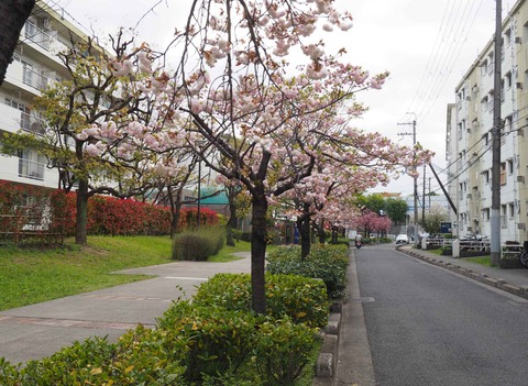 20230403桜 (3)