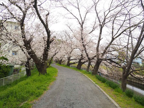 20230325玉川沿い桜 (9)