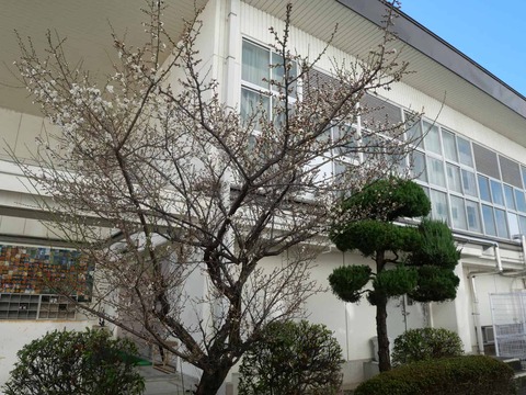 20260111第一中学校梅 (1)