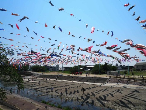 20250426こいのぼり (16)