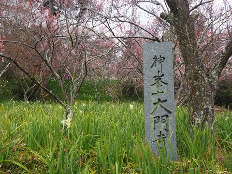 20220312大門寺 (21)