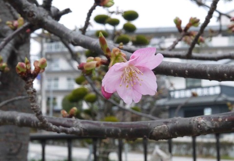 kawazu_sakura20200215_3
