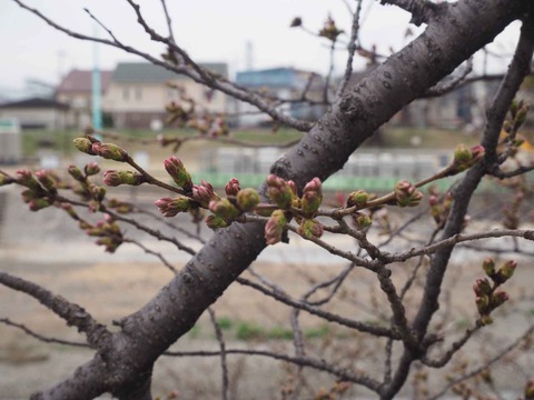 20230321芥川桜堤 (8)