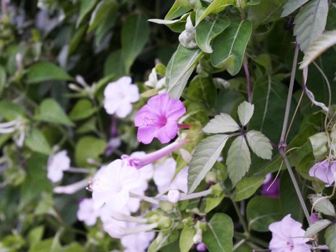 20250906オシロイバナ (5)