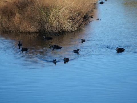 20251213芥川カモ (8)