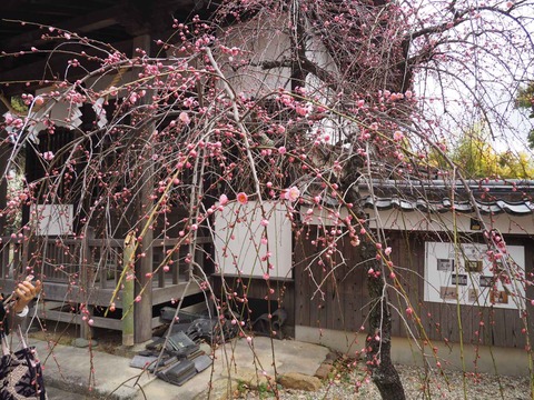 20230225天神祭り (60)