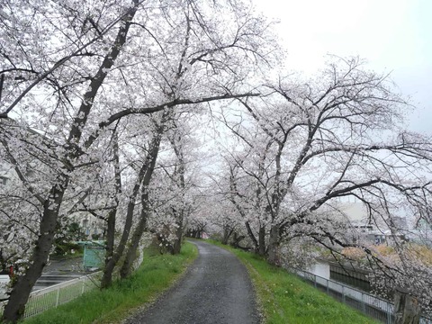 20260401玉川桜 (7)