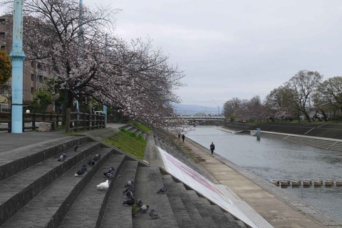 20200328_sakura12