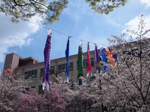 20230327こいのぼり (4)