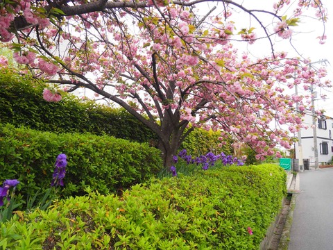20240417桜 (9)