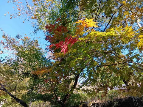 20251029神峯山寺 (7)