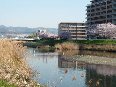 yurikamome2