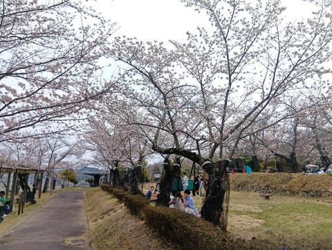 20260329摂津峡公園 (1)