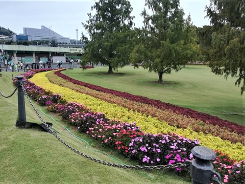 20221009万博記念公園 (8)