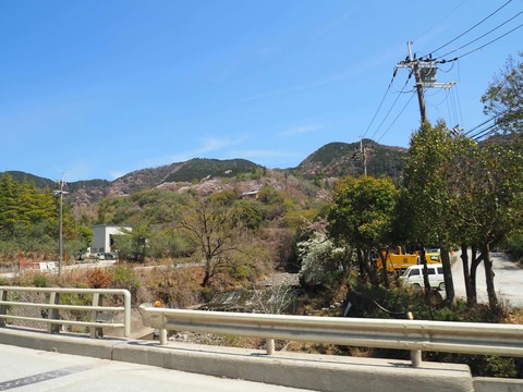 20250412府道6号桜 (5)