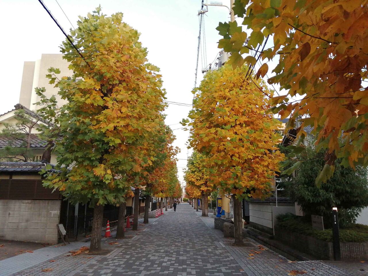高槻の紅葉 城北町 ポプラの紅葉がきれい 年 高槻network新聞 高槻の紅葉 城北町 ポプラの紅葉がきれい 年 高槻network新聞