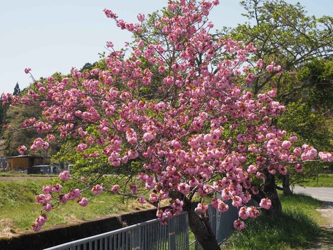20230422樫田桜 (6)