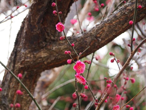 20220219阿久刀神社 (3)