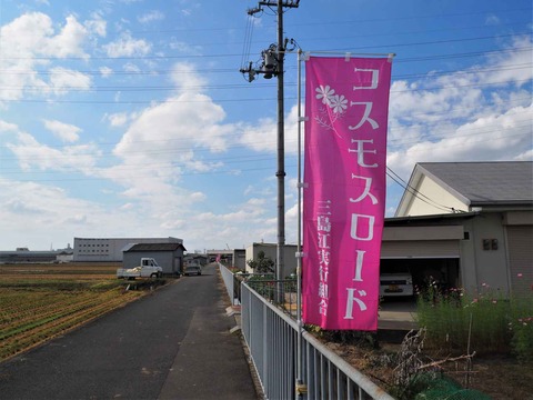 20221016コスモス (1)