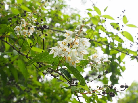 20250509うの花 (5)